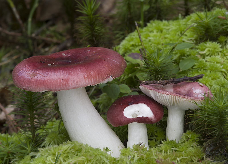 Russula aquosa